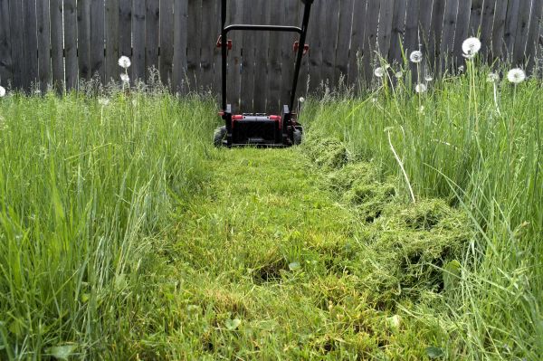 Cost of High Grass Mowing in Scottsdale