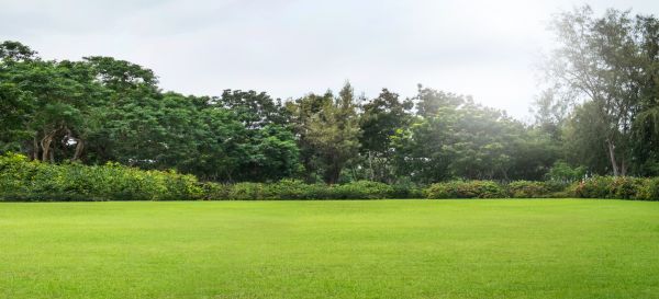 Cost of Golf Course Mowing in Scottsdale